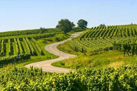 Route des vins Alsace - Wine route