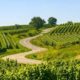 Wine route Alsace
